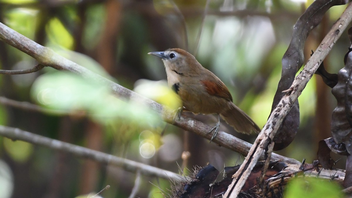 Crescent-chested Babbler - ML193237931