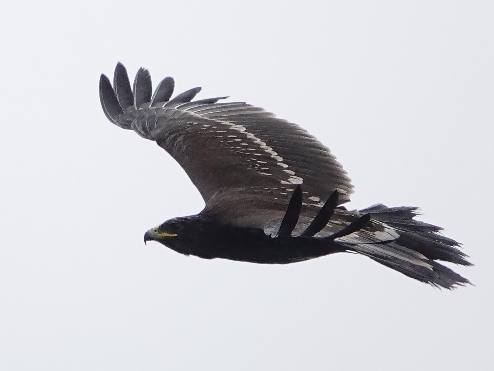 Greater Spotted Eagle - ML193238011