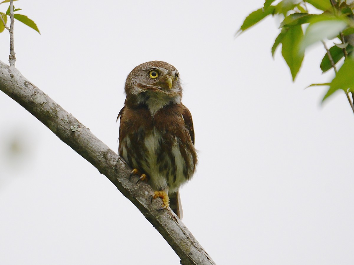 Tamaulipas Pygmy-Owl - Alan Van Norman