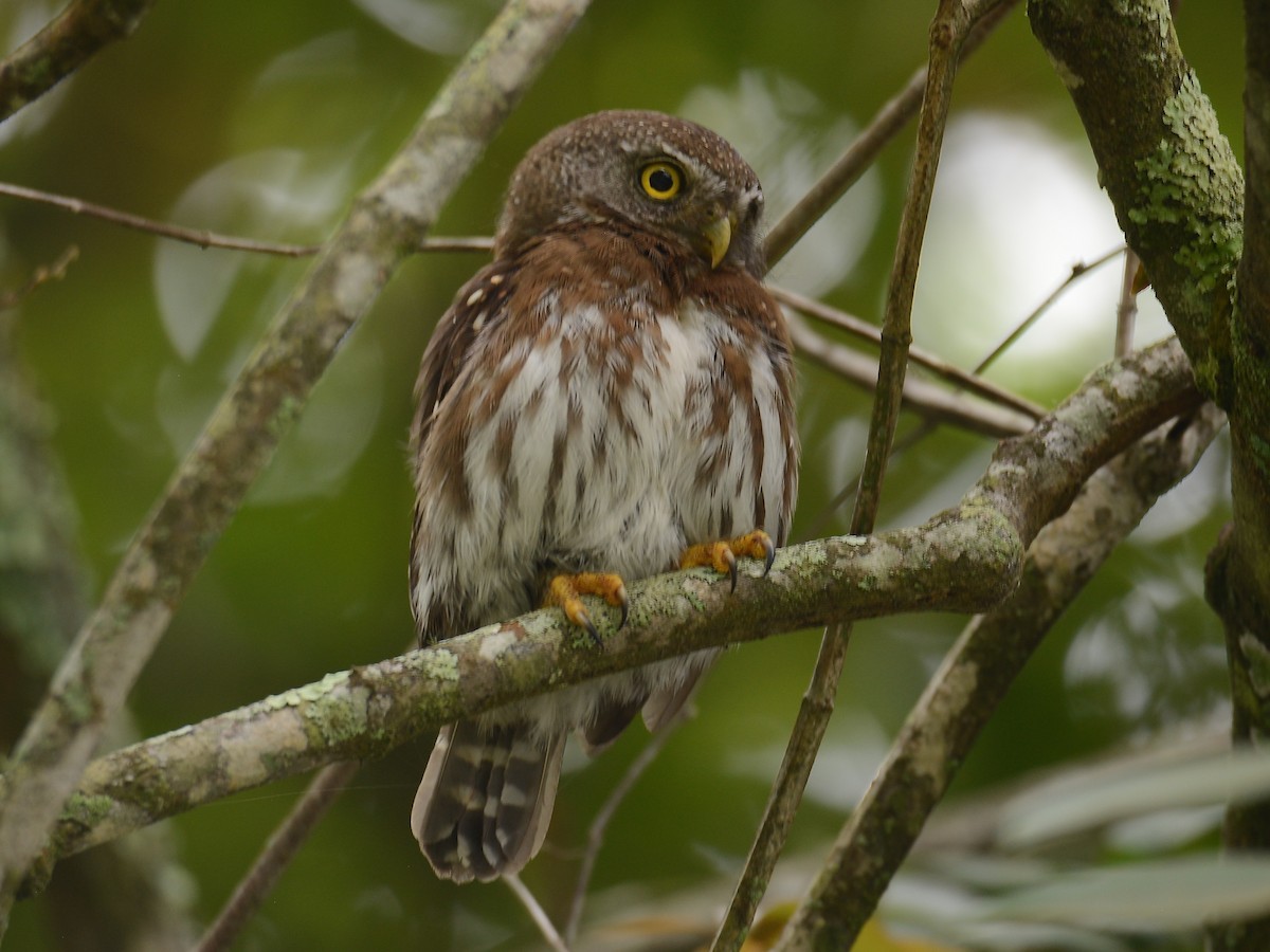 Tamaulipas Pygmy-Owl - ML193238471