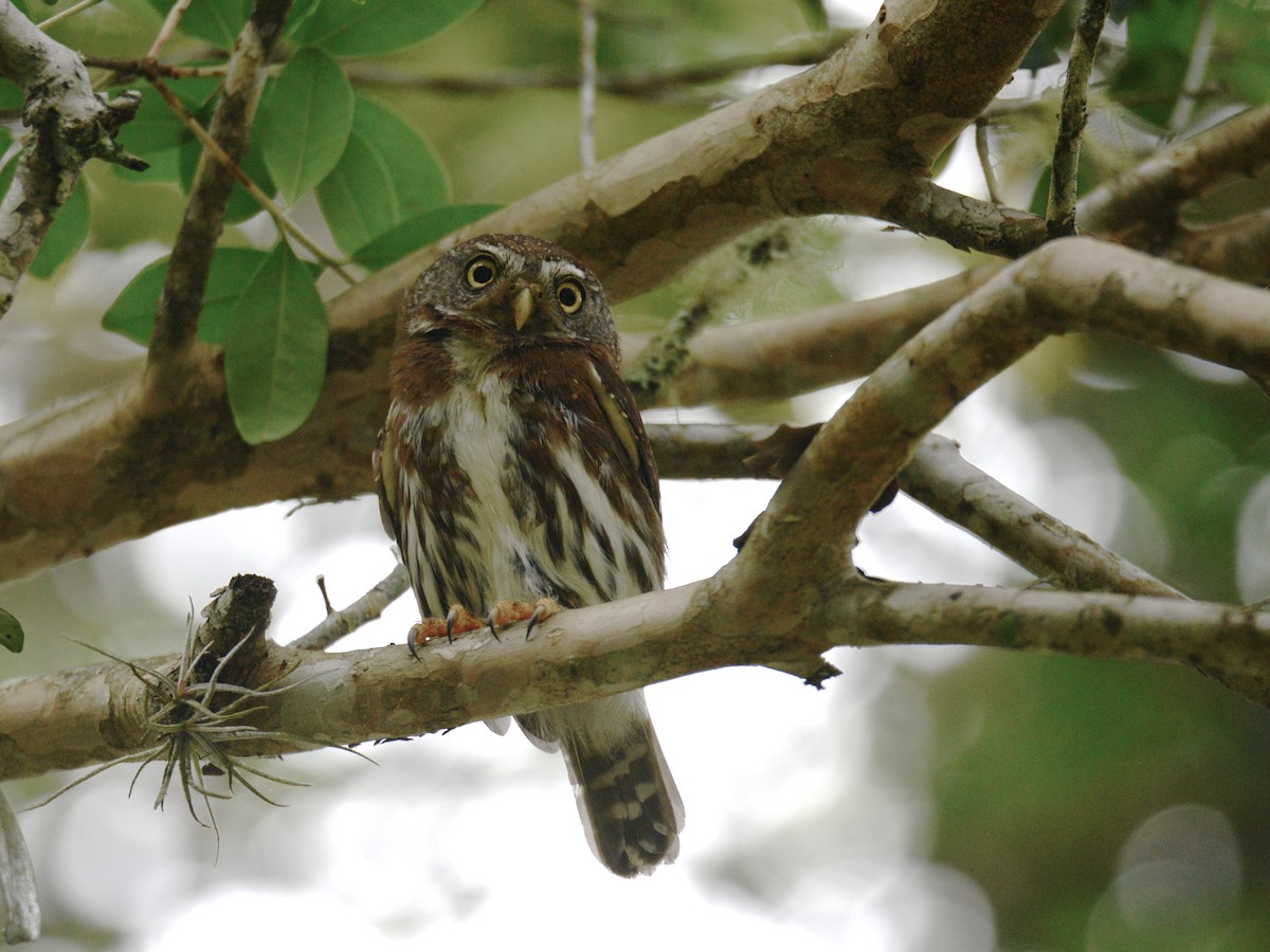 Tamaulipas Pygmy-Owl - ML193238491