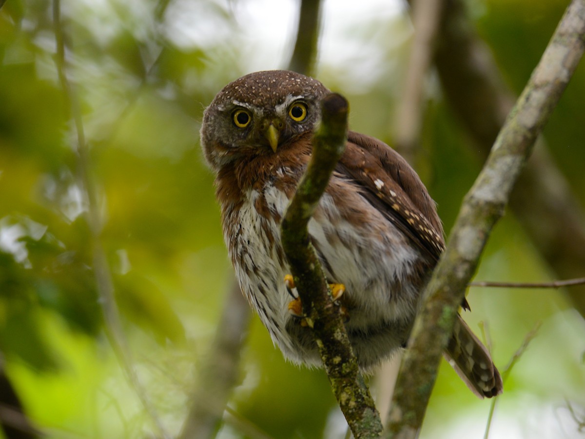 Tamaulipas Pygmy-Owl - ML193238501