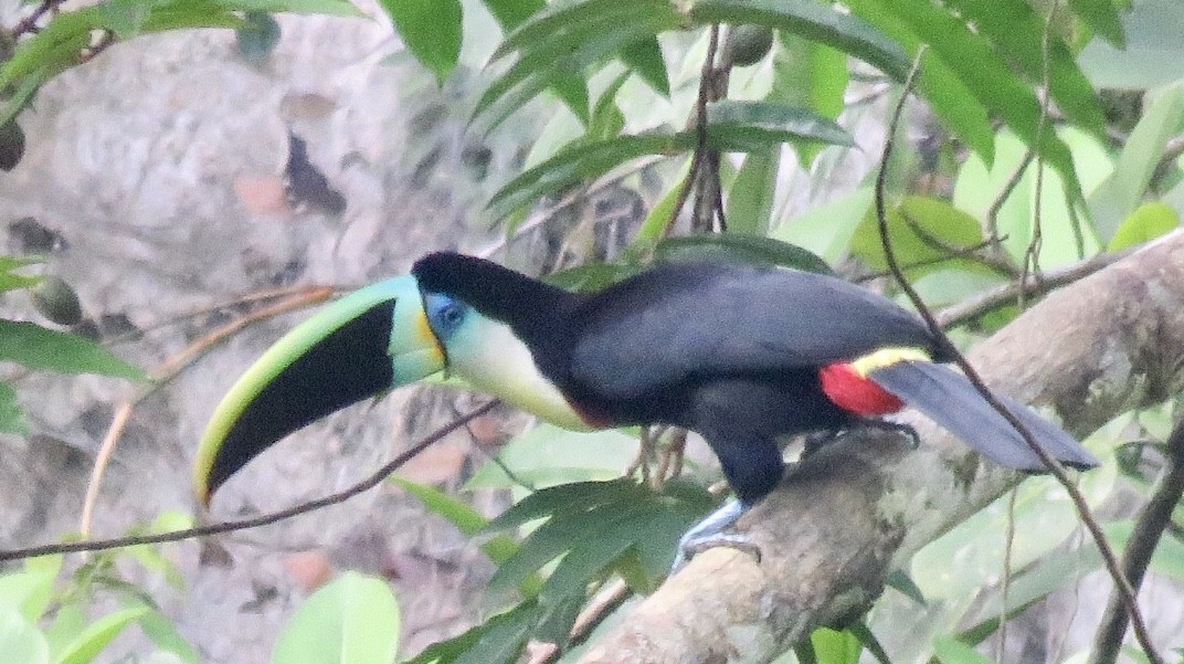 Channel-billed Toucan (Citron-throated) - ML193239221