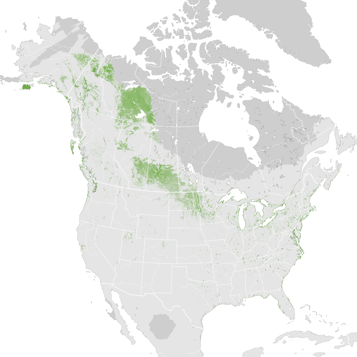 Horned Grebe - Abundance map: Pre-breeding migration - eBird Status and ...