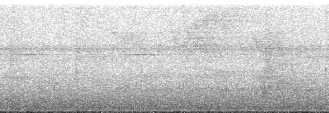 amazonvatretreløper (certhia) - ML193244