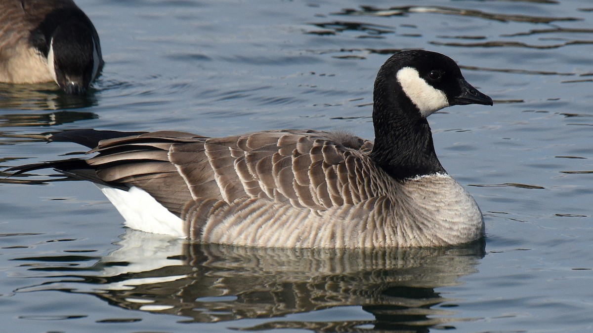 Cackling Goose (Richardson's) - ML193244441