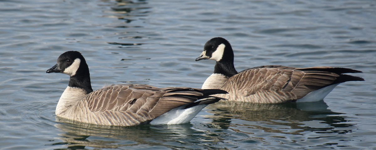 Cackling Goose (Richardson's) - ML193244461