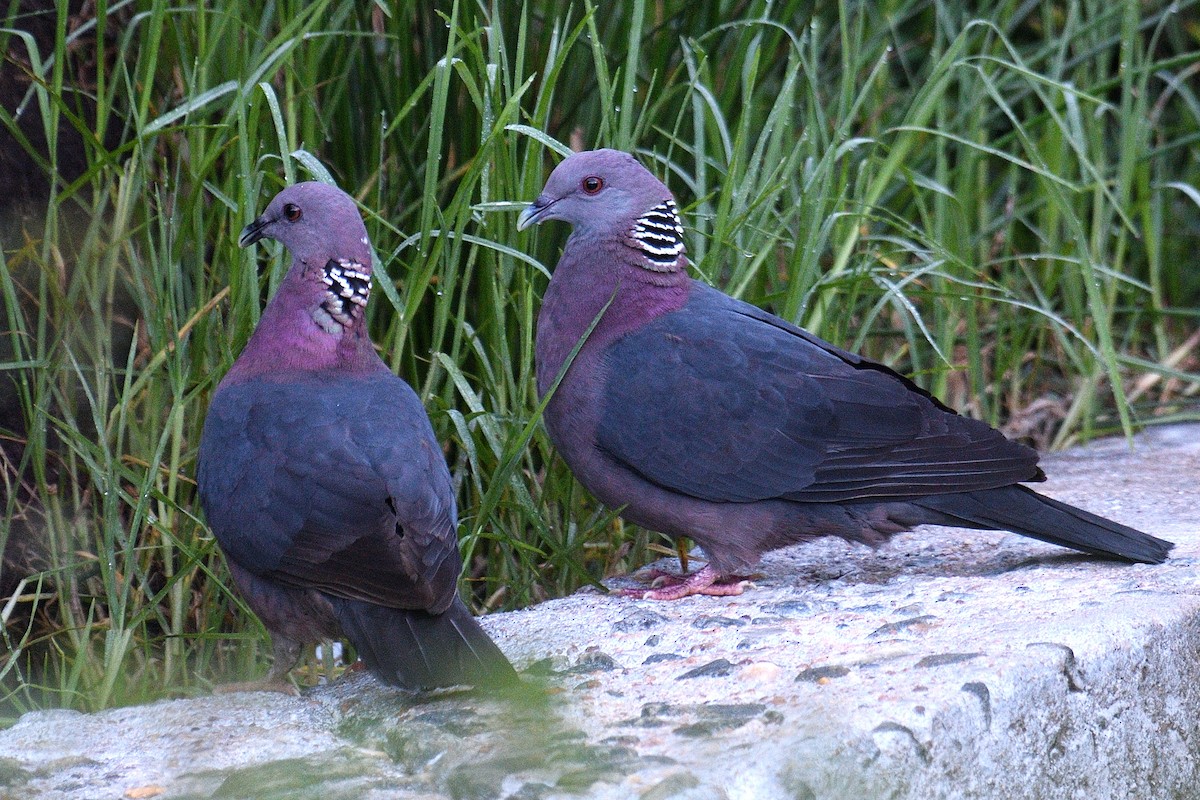 Sri Lanka Wood-Pigeon - ML193244971