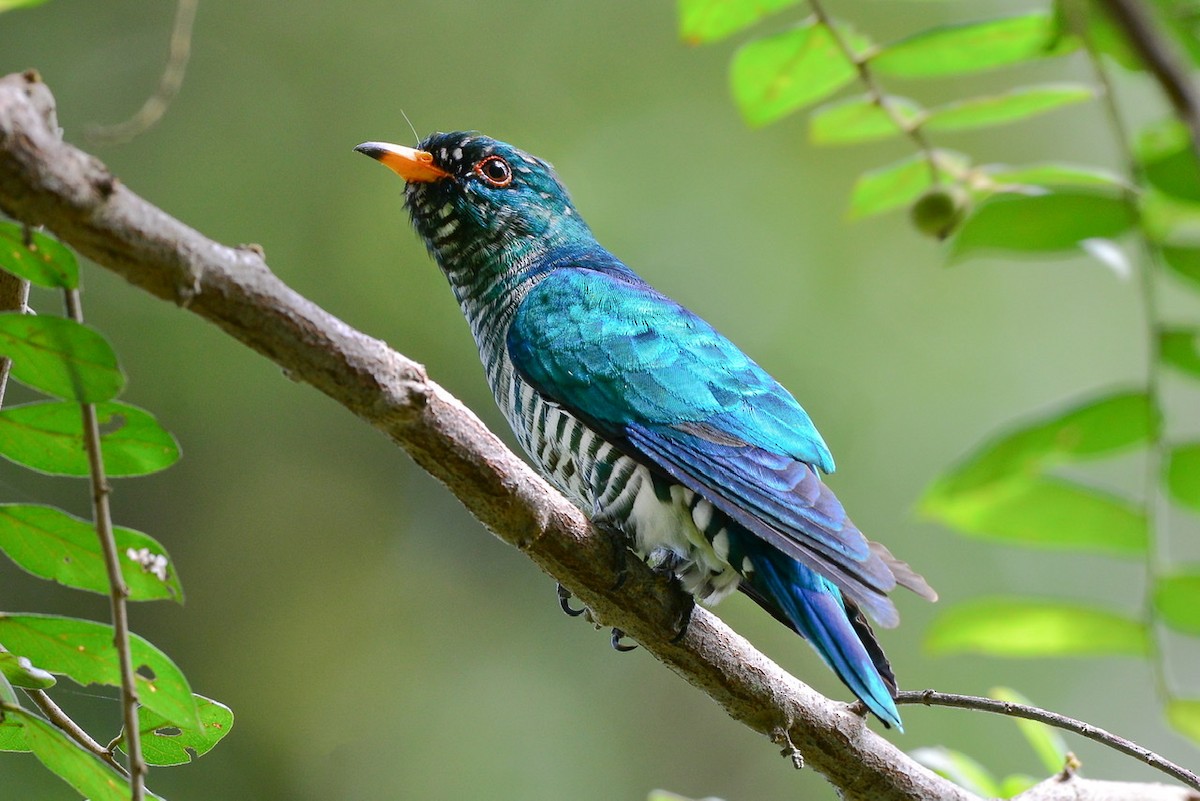 Asian Emerald Cuckoo - Harn Sheng Khor