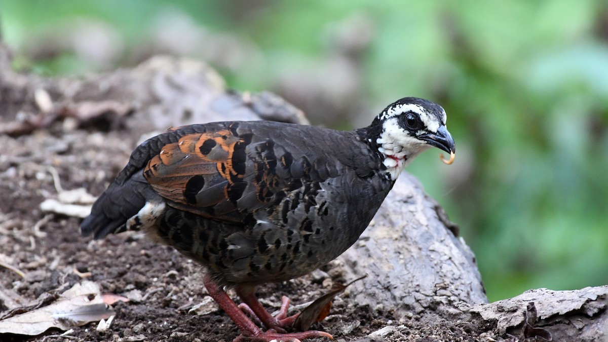 Gray-breasted Partridge - ML193248551