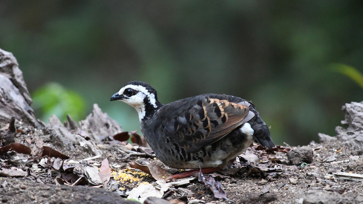 Gray-breasted Partridge - ML193248691
