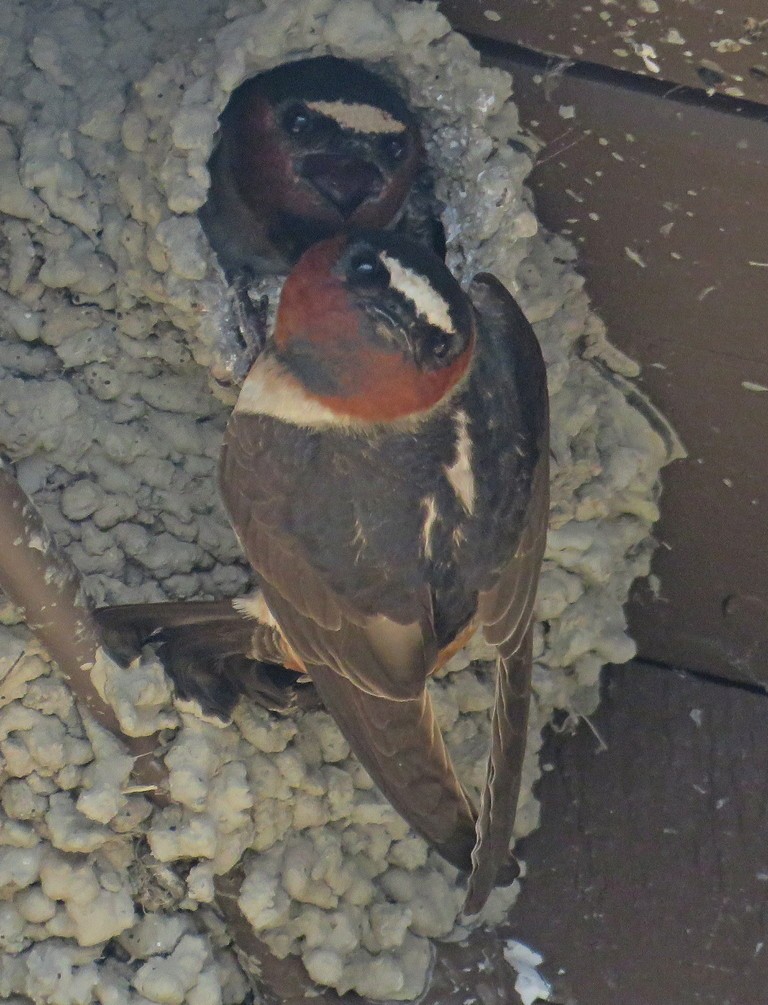 Cliff Swallow - George and Teresa Baker