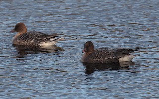 Pink-footed Goose, ML193252191
