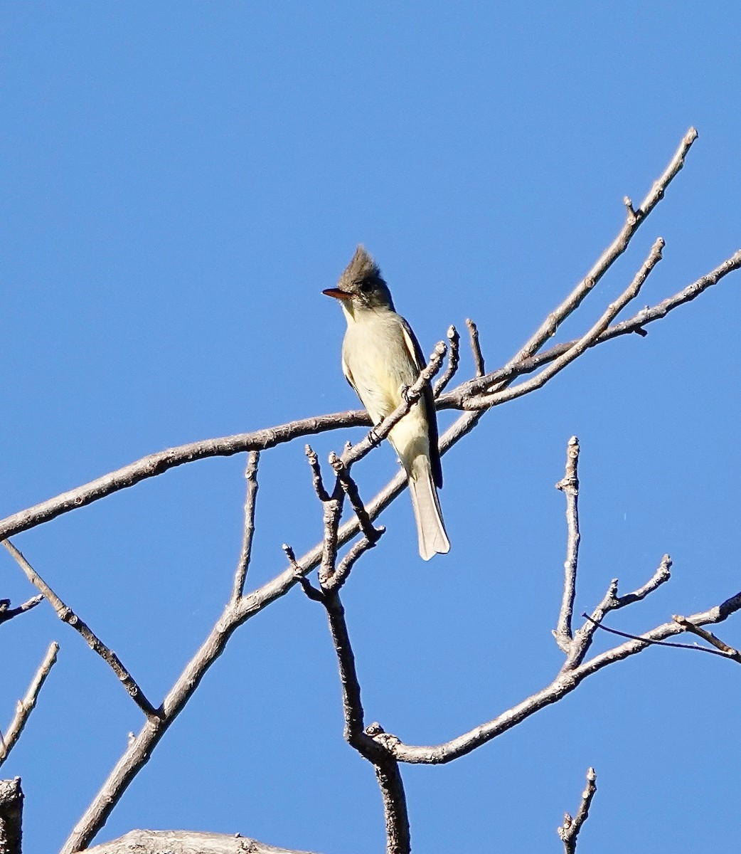 Greater Pewee - ML193253611