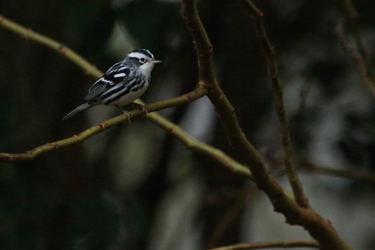 Black-and-white Warbler - Phil Stouffer