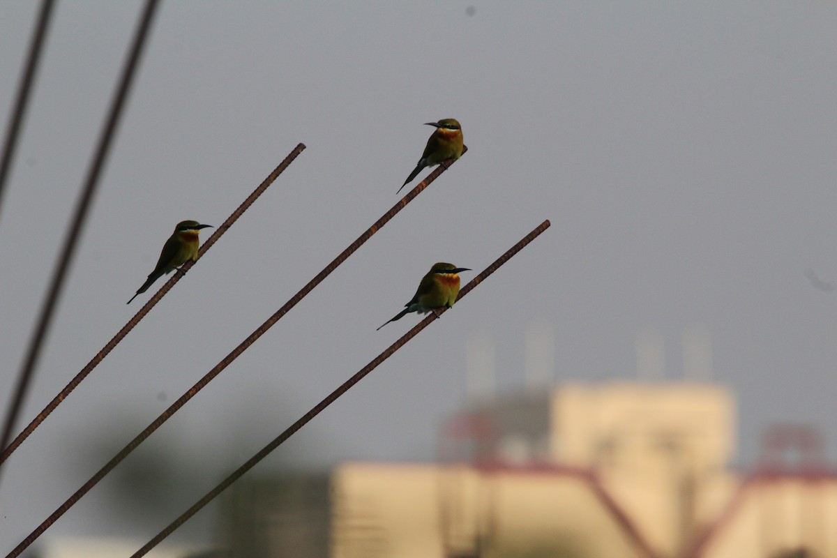Blue-tailed Bee-eater - Vivek Singh