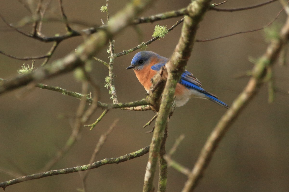 Eastern Bluebird - Phil Stouffer