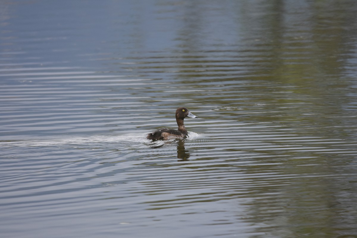Tufted Duck - ML193264281