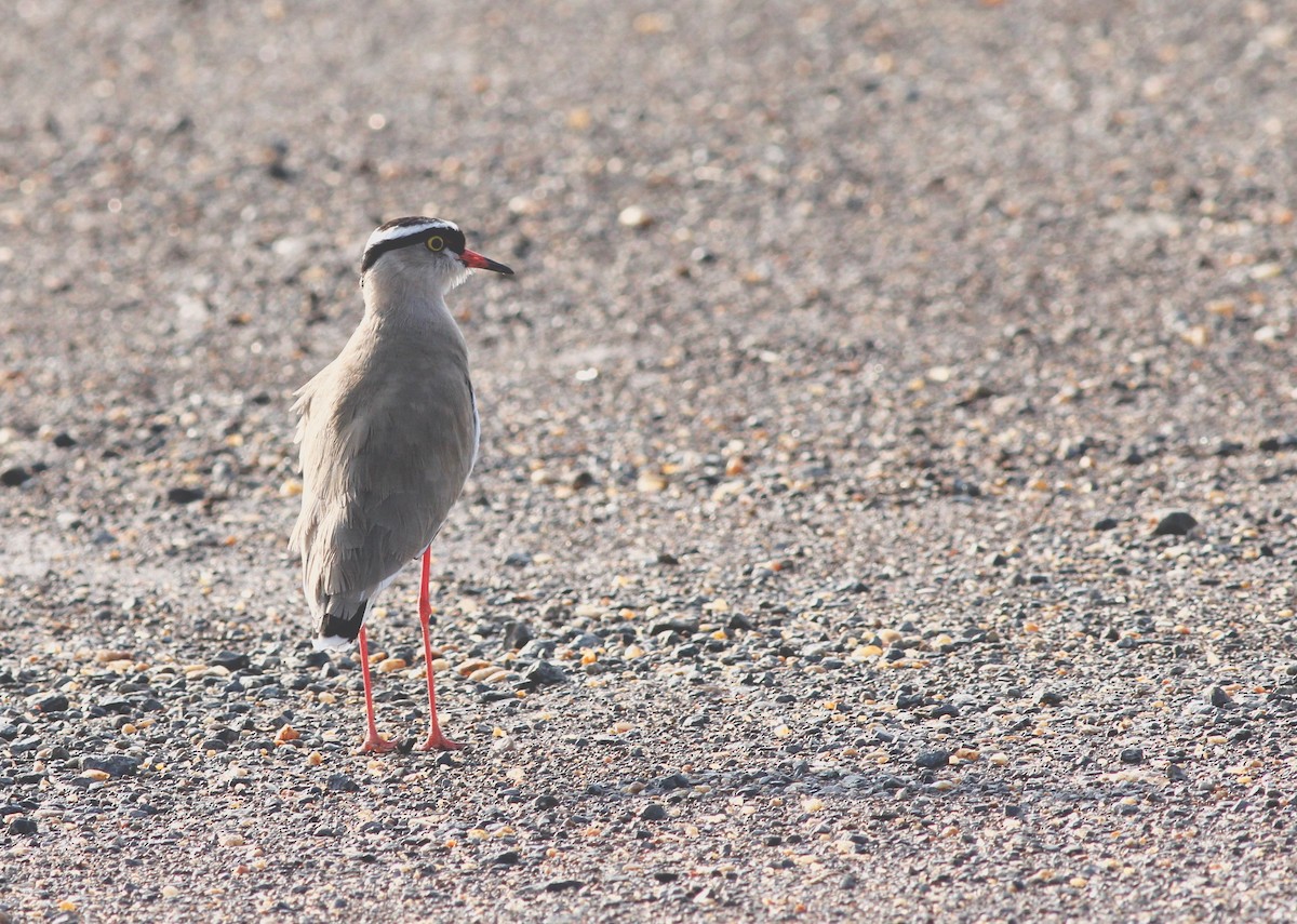 Crowned Lapwing - ML193264931