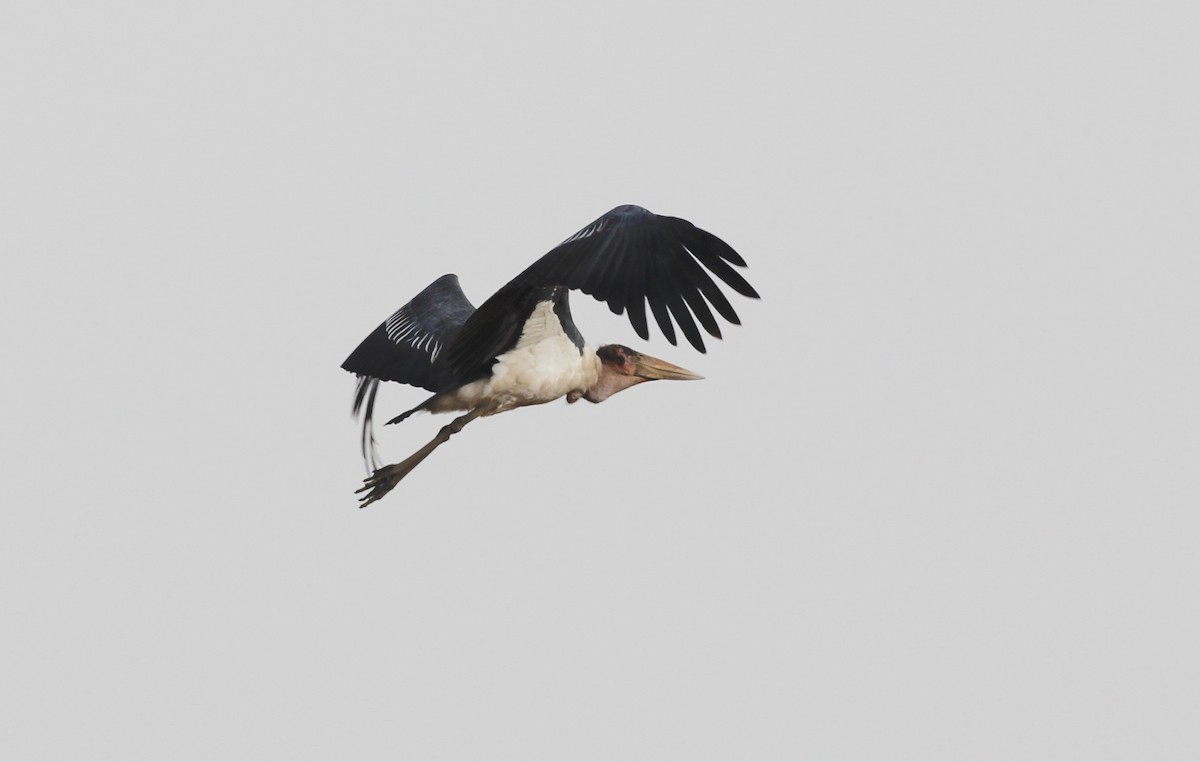 Marabou Stork - ML193265731