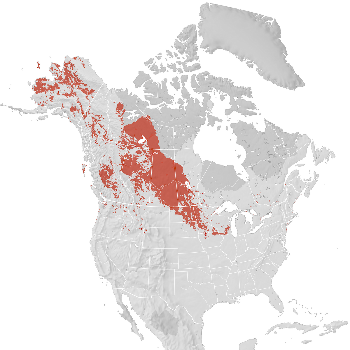 Red-necked Grebe - Range Map: Breeding - EBird Status And Trends