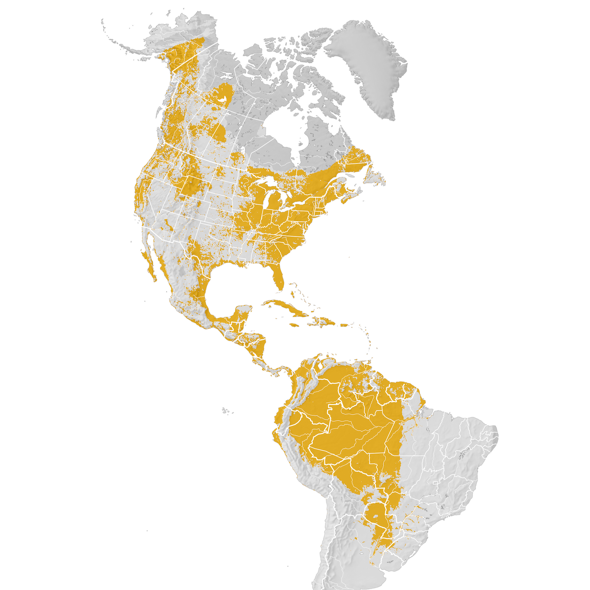 osprey migration route