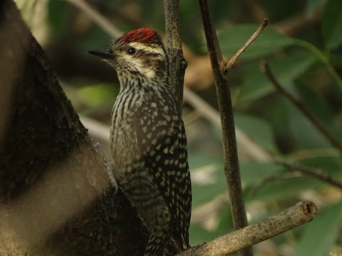 Checkered Woodpecker - Andrés de Miguel
