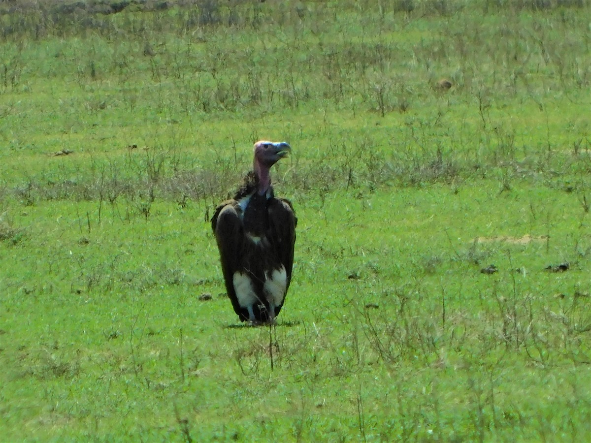 Lappet-faced Vulture - ML193274991