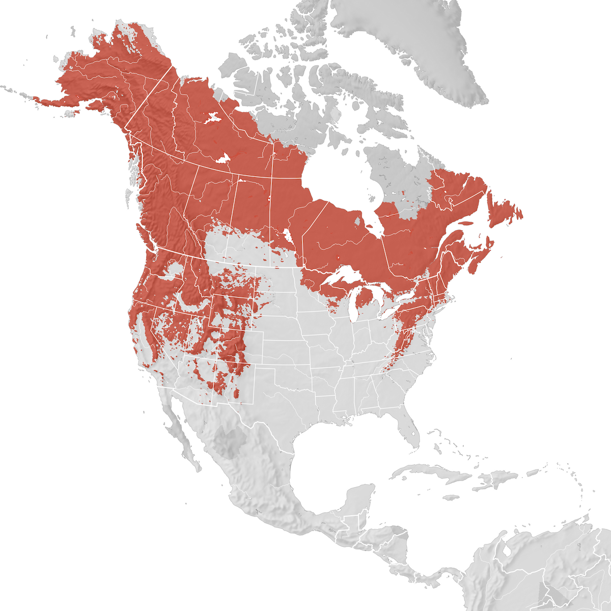 Yellow-rumped Warbler - Range map: Breeding - eBird Status and Trends