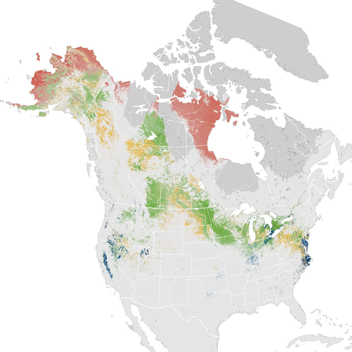 Tundra Swan - Abundance map - eBird Status and Trends