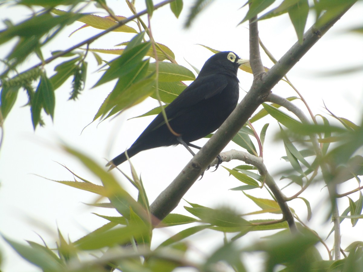 Spectacled Tyrant - ML193287841