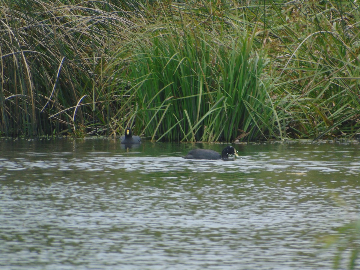 White-winged Coot - ML193288351
