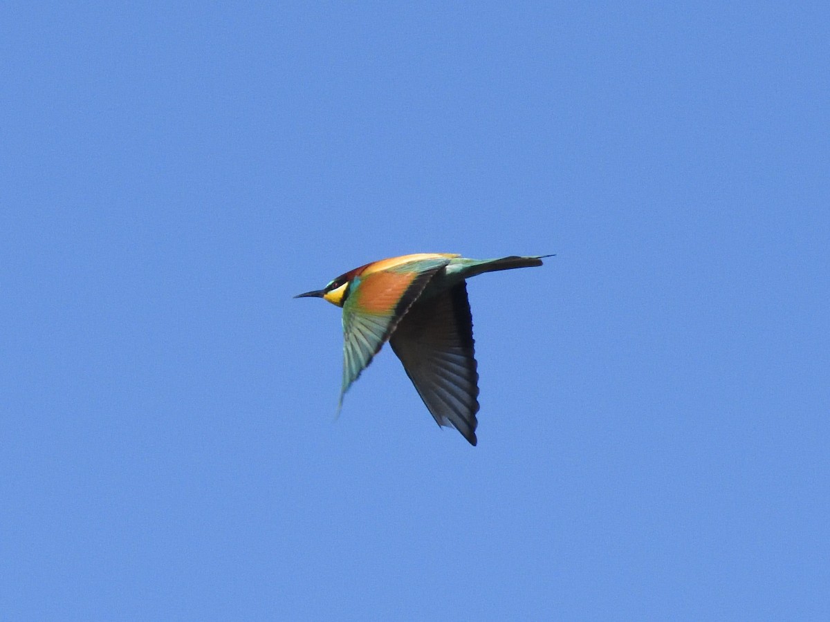 European Bee-eater - Florian Bufferne
