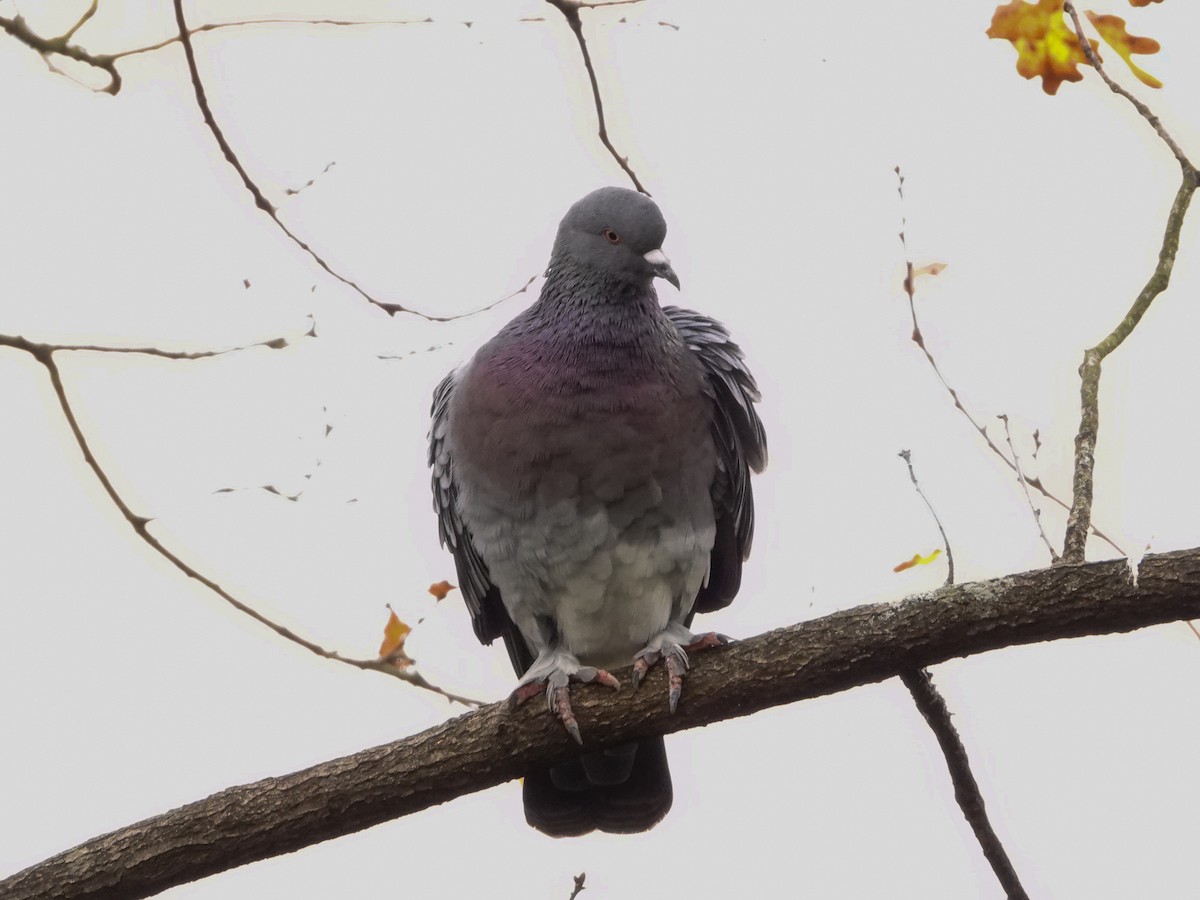 Rock Pigeon (Feral Pigeon) - ML193291011