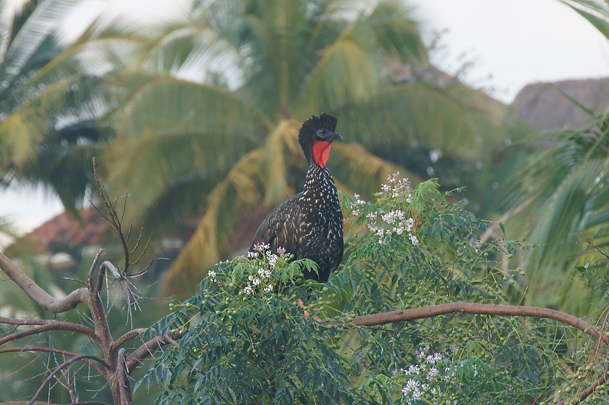 Crested Guan - Ian Jarvie