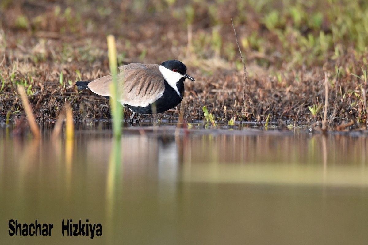 Spur-winged Lapwing - ML193292881