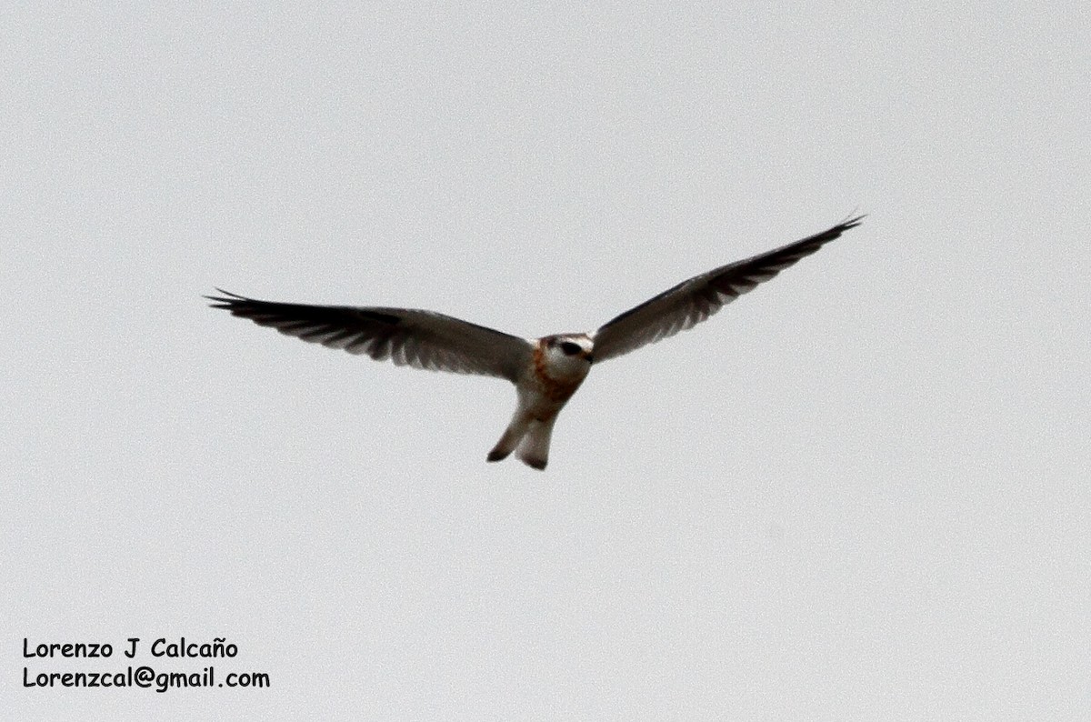 White-tailed Kite - ML193294921