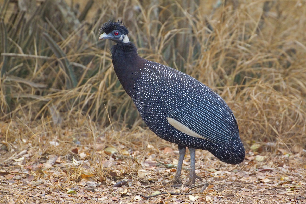 Southern Crested Guineafowl - ML193296131