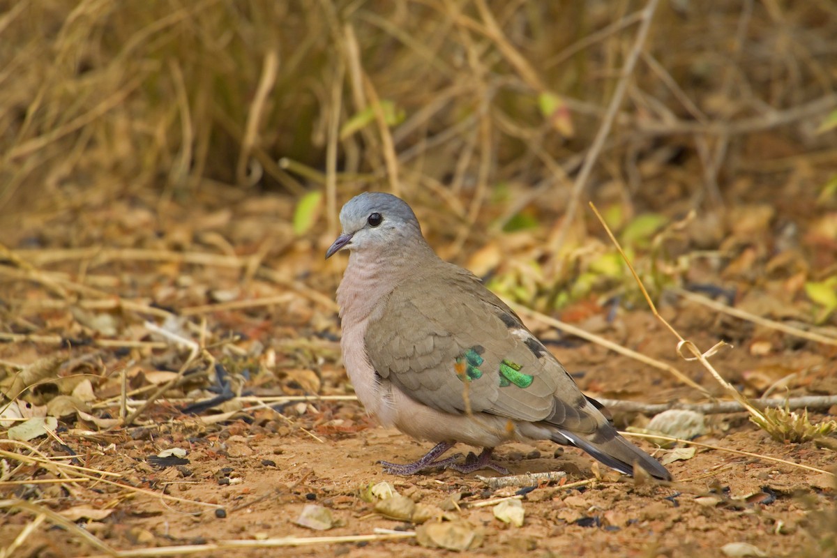 Emerald-spotted Wood-Dove - ML193296281