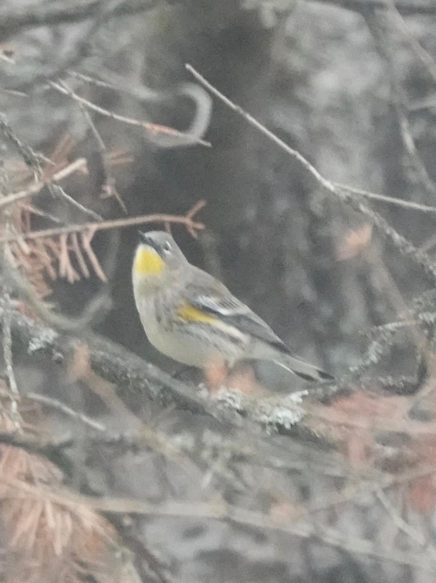 Yellow-rumped Warbler (Audubon's) - ML193296481