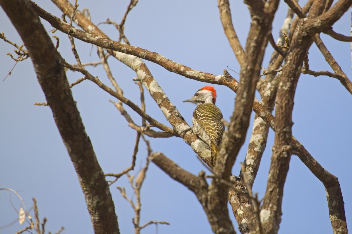 Cardinal Woodpecker - ML193297271