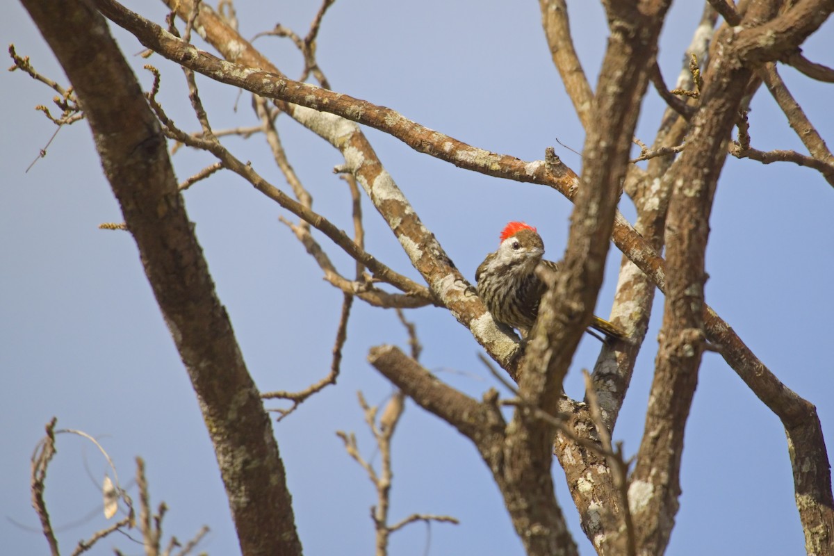 Cardinal Woodpecker - ML193297281