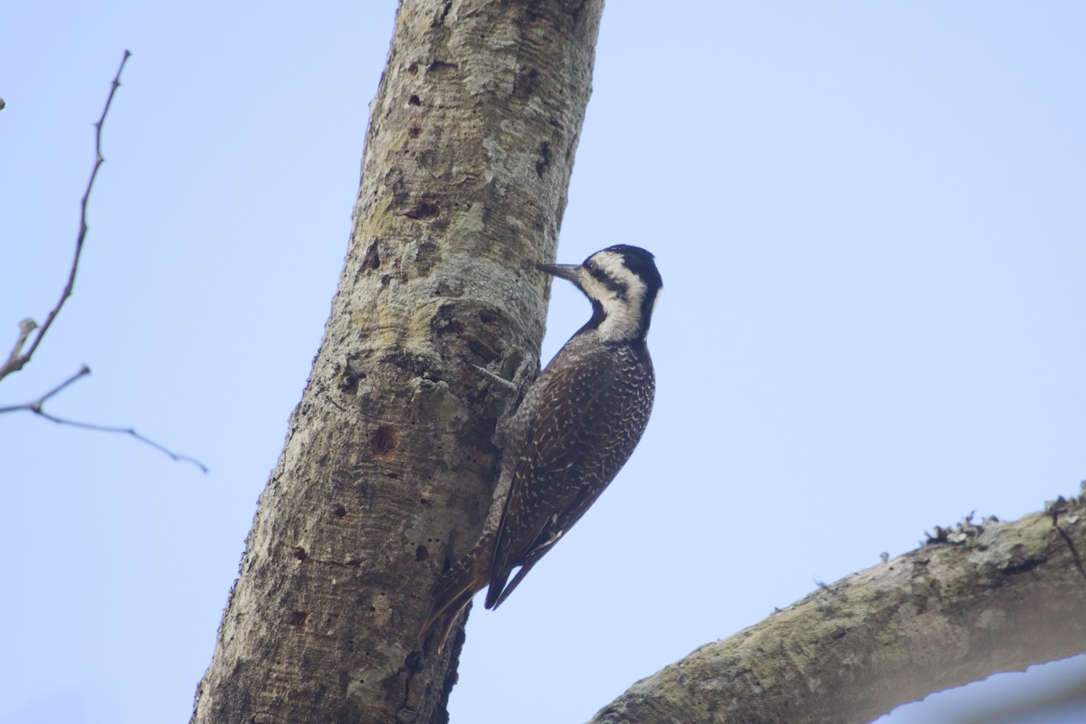 Bearded Woodpecker - ML193297301