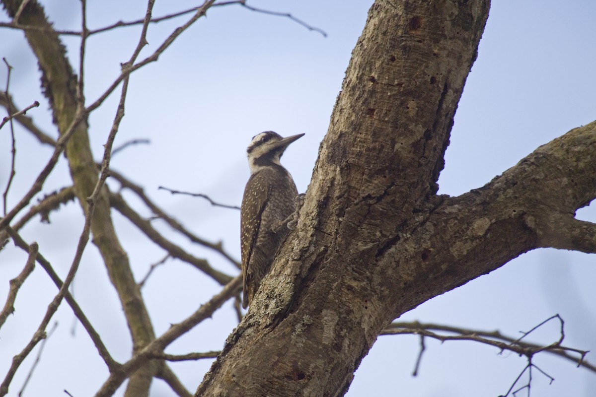 Bearded Woodpecker - ML193297331