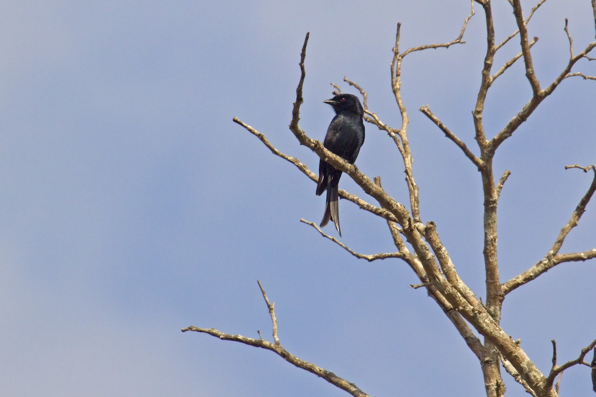 Fork-tailed Drongo - ML193297461