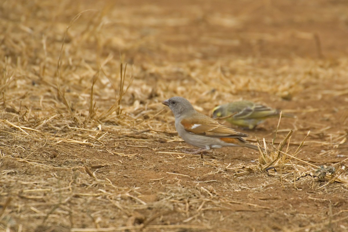 Southern Gray-headed Sparrow - ML193297791