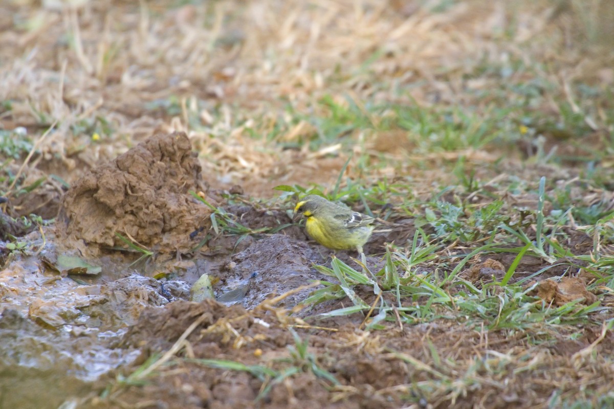 Yellow-fronted Canary - ML193297821