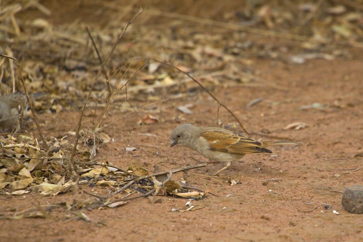 Southern Gray-headed Sparrow - ML193297841
