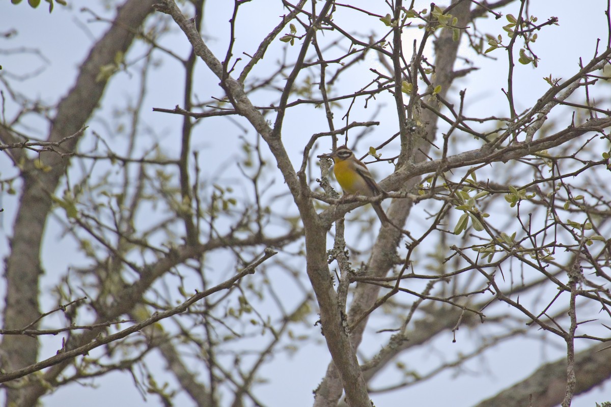 Golden-breasted Bunting - ML193297851
