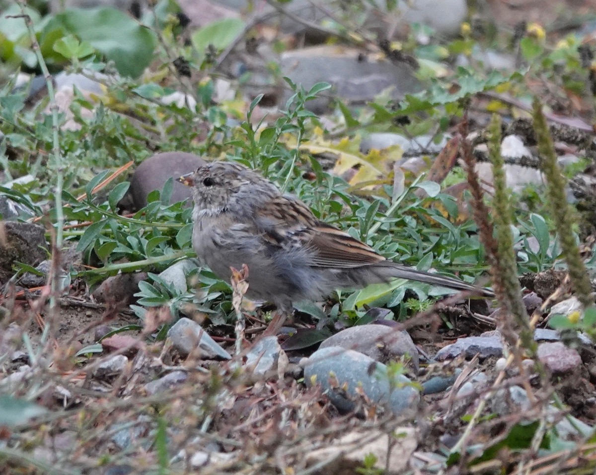 Chipping Sparrow - Dave Ebbitt